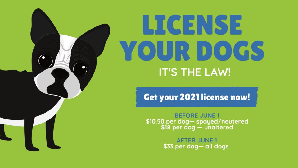 do you have to get your dog licensed